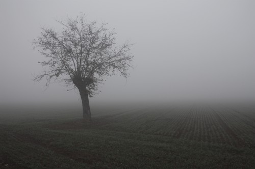 Nebbia Dario